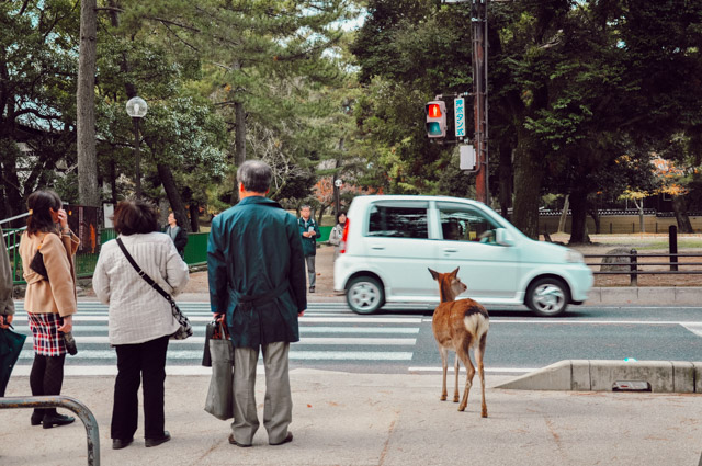 Nara et ses daims: un endroit à voir au Japon!