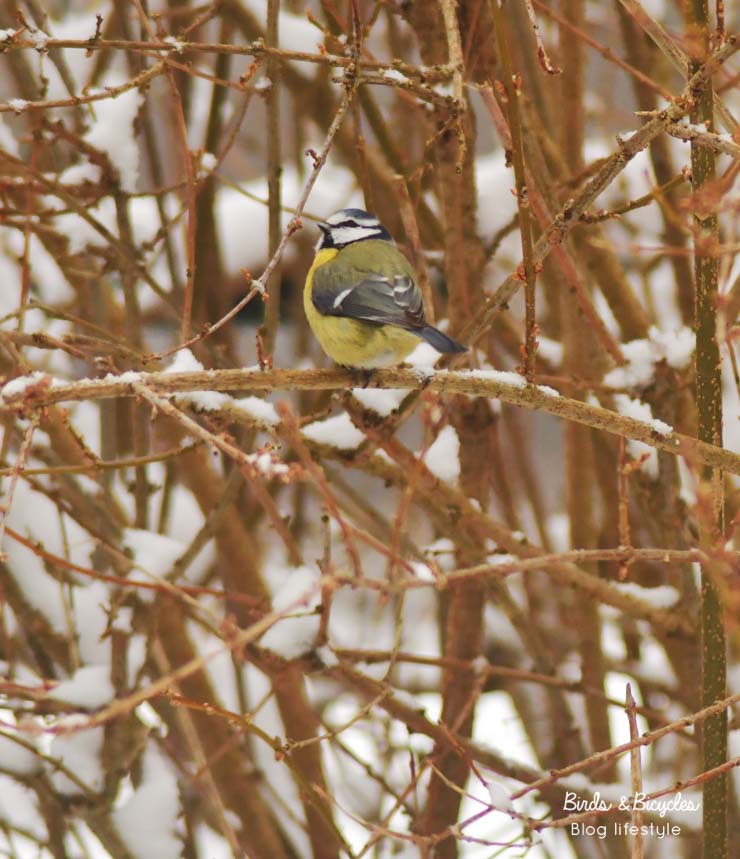 Les petits oiseaux sur la mangeoire
