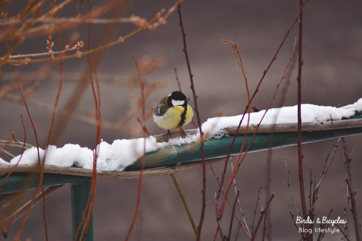 Mésange charbonnière