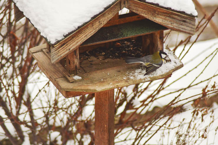 Mésange charbonnière