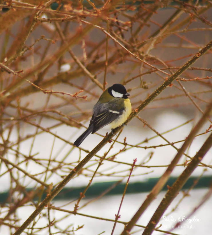 Petits oiseaux en hiver dans mon jardin