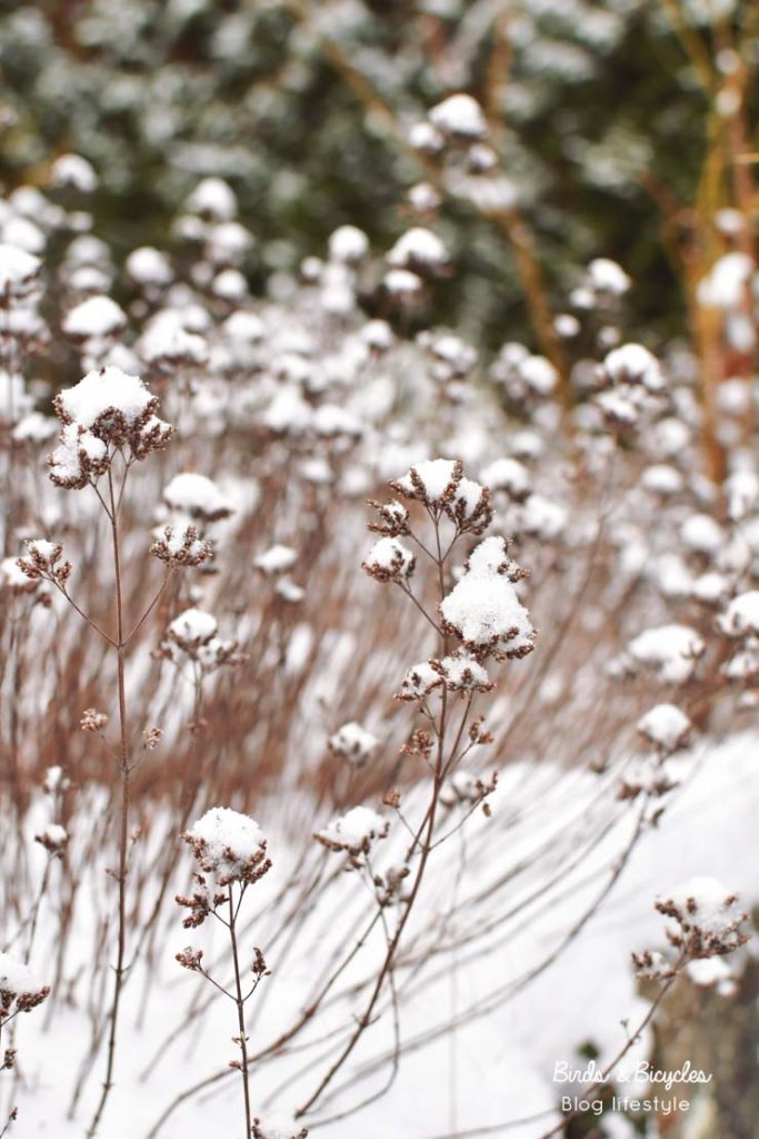 Mon jardin en hiver