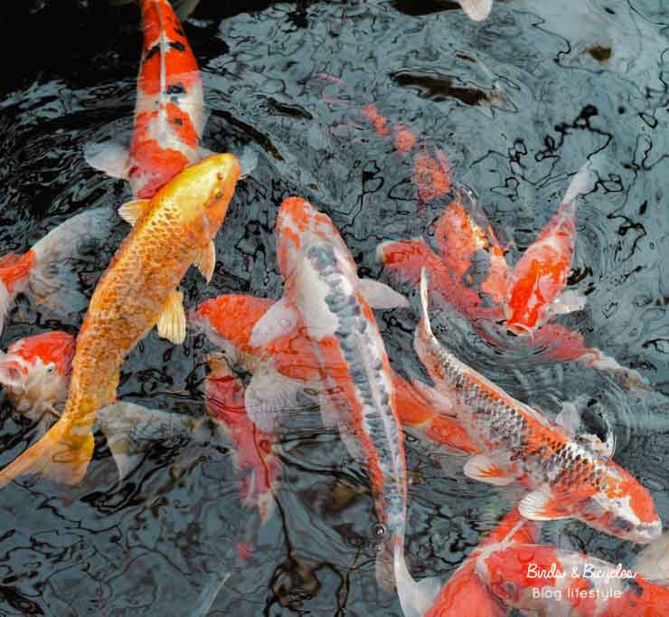 Un étang jouxtant le salon de thé