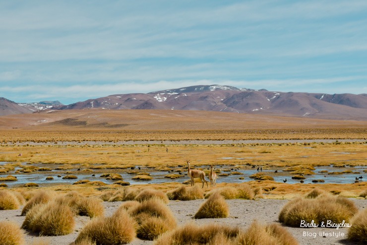 Découvrir l'altiplano - avec les Vigognes (petits lamas sauvages)